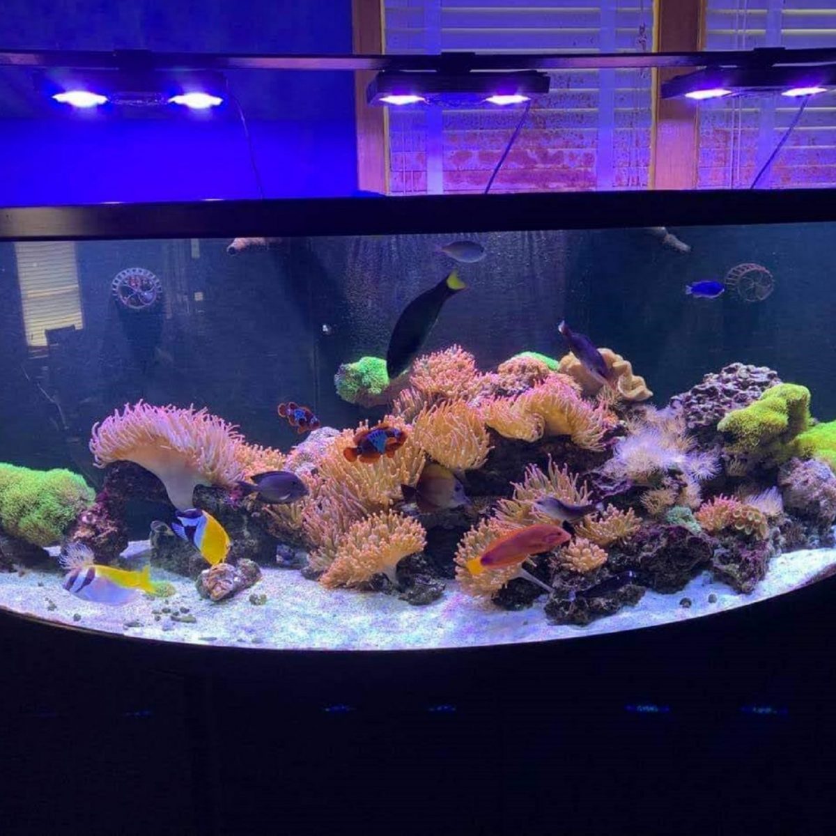 Fish tank crypto (87) foto